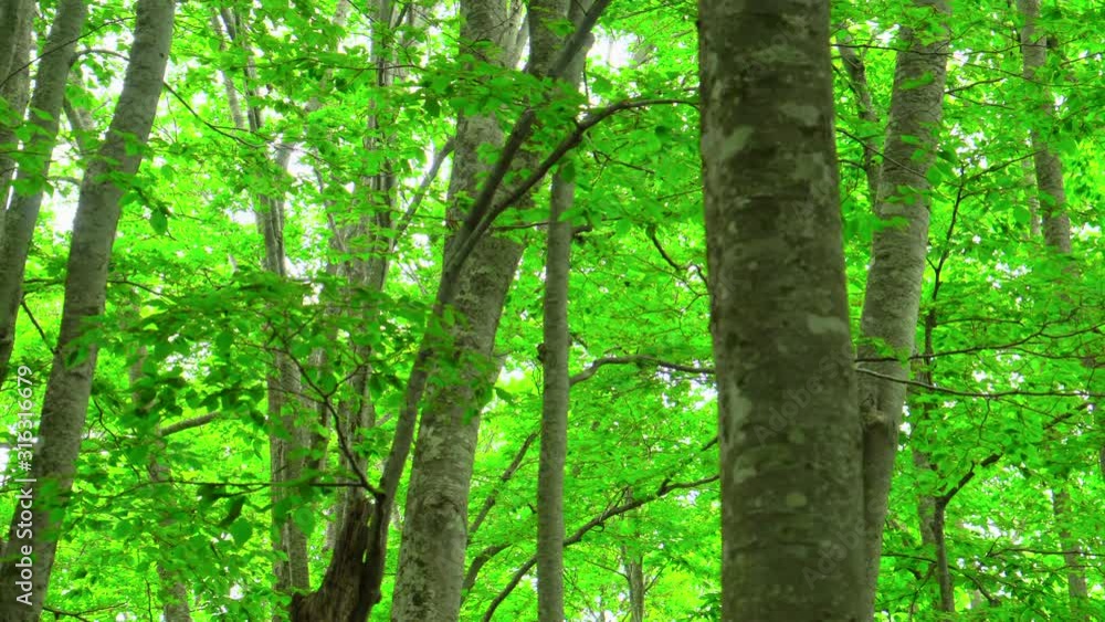 green springtime in a beech forest green springtime in a beech forest
