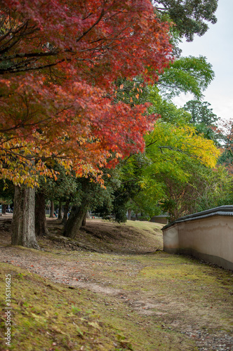 autumn park in Japan