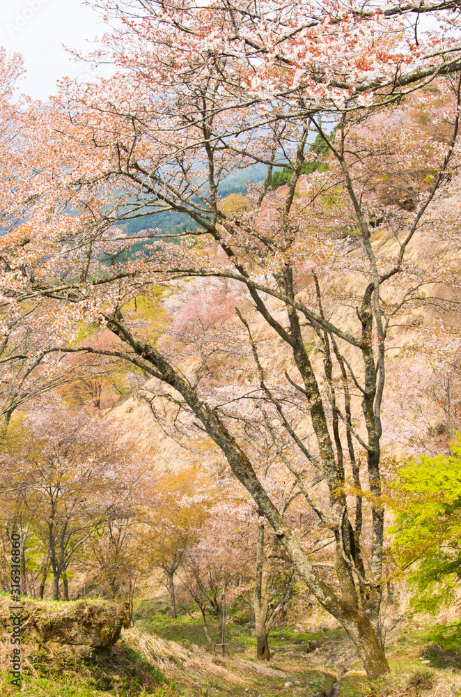 The scenery of cherry blossoms on Mt. Yoshino in Nara,japan.