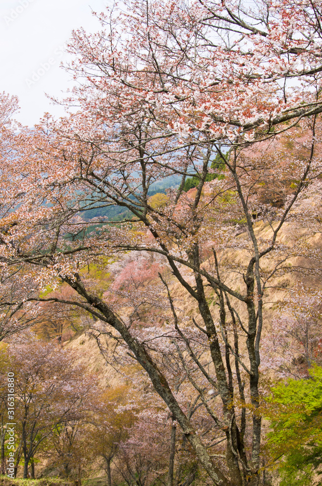 The scenery of cherry blossoms on Mt. Yoshino in Nara,japan. The scenery of cherry blossoms on Mt. Yoshino in Nara,japan.