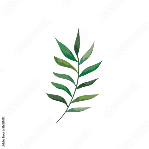 branch with leafs nature isolated icon