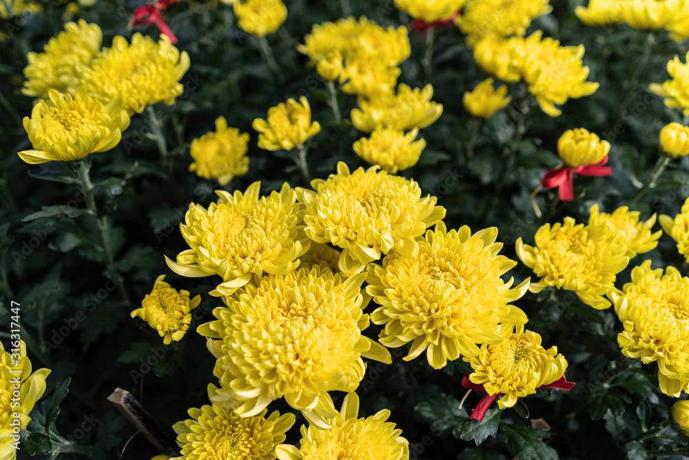 Yellow Tet flowers (marigold) in the traditional Tet holiday (Lunar new year) in Vietnam, Asia Yellow Tet flowers (marigold) in the traditional Tet holiday (Lunar new year) in Vietnam, Asia