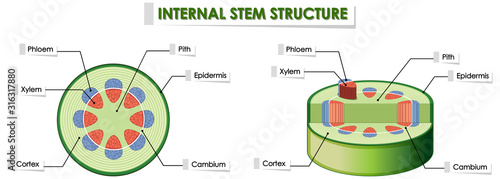 Diagram showing internal stem structure