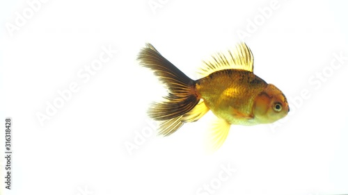 animal, goldfish, isolation, gold, aquarium, aquatic, character, swimming, art, beauty, black, color, concept, fish, white, background, beautiful, closeup, white background, aquarium fish, bubbledecor photo