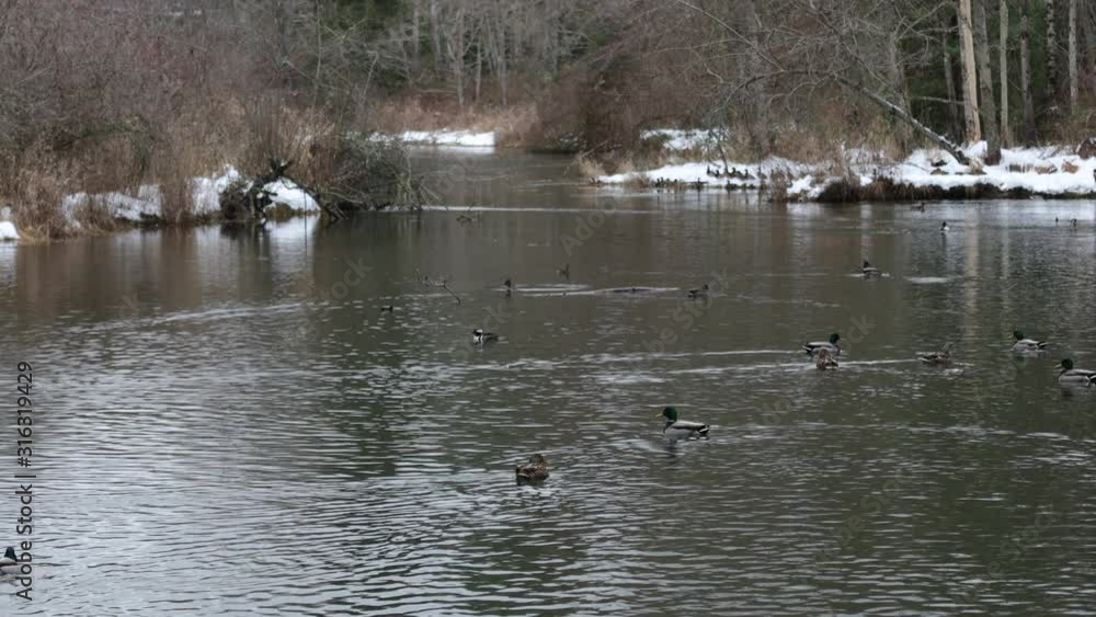 Ducks on a Calm Snowy Pond During Winter Snowfall in Bellingham Washington USA