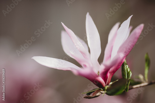 Beautiful magnolia flowers. Blooming magnolia tree in the spring. Selective focus. Pink magnolia flower closeup. A magnolia blossom isolated. Soft focus.  © Mary