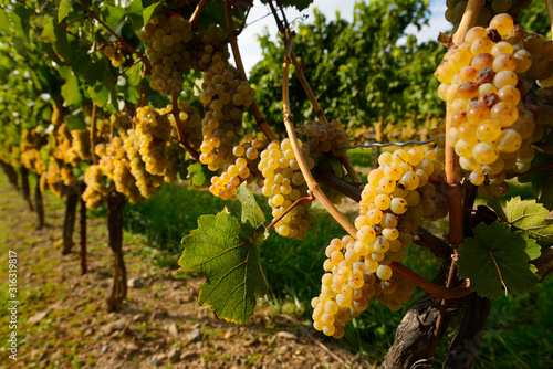 Golden Riesling grapes on rows of vines Niagara on the Lake Ontario photo