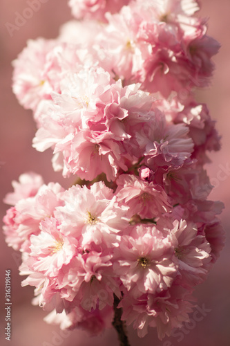 Sakura blossom close up. Beautiful sakura blossom. Tender spring picture. Spring pink flowers. Beautiful pink background.
