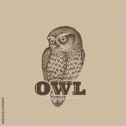 Owl sketch