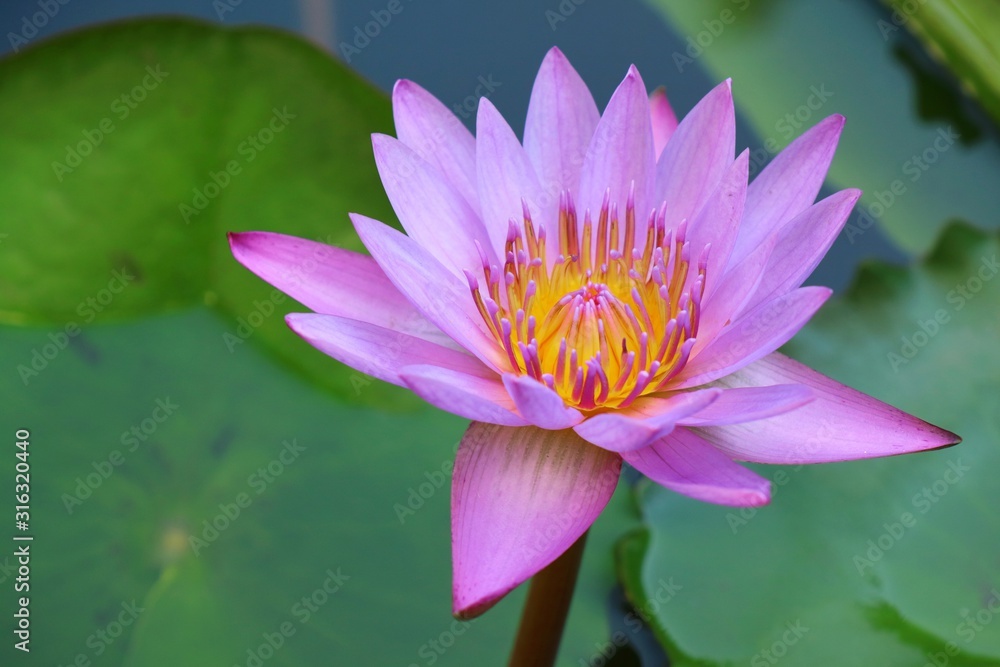 Pink lotus blooming with green leaf and water background in the morning. Nature concept. Pink lotus blooming with green leaf and water background in the morning. Nature concept.