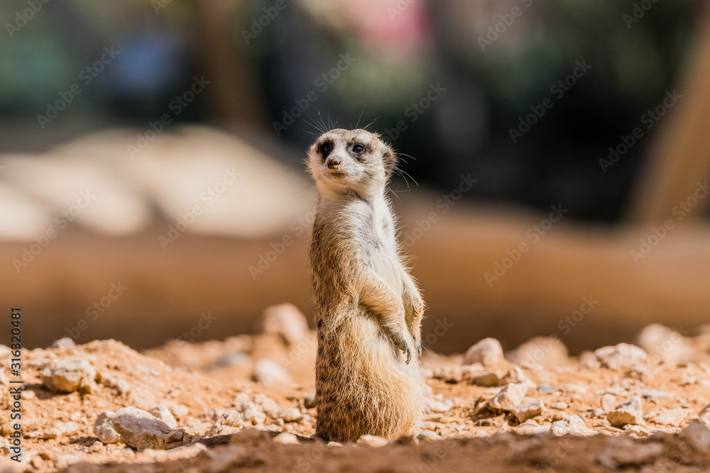 Fototapeta premium Meerkat (Surikate) in Desert