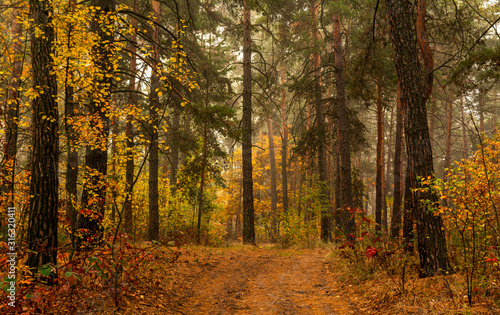 Traveling along forest roads. Autumn colors adorned the trees. Light fog creates fabulous scenes. © Mykhailo