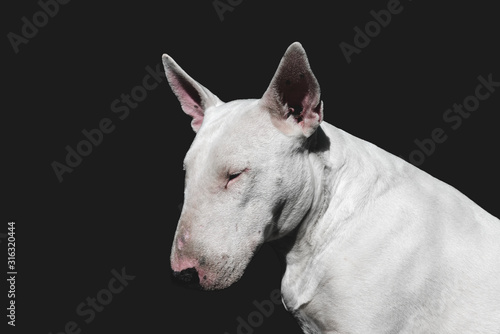 White dog on black background . English Bull terrier female. Moody look