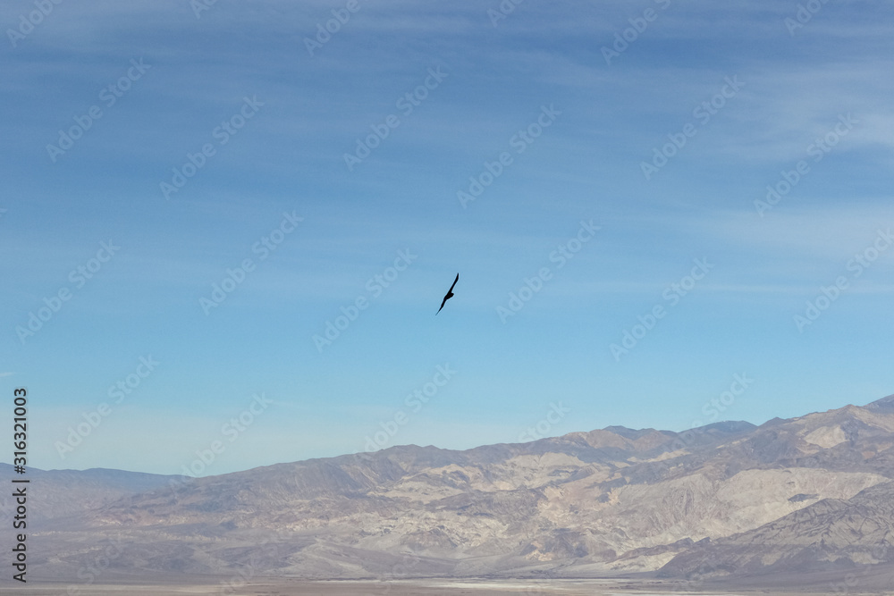 raven flying in blue sky of Death Valley National Park, California