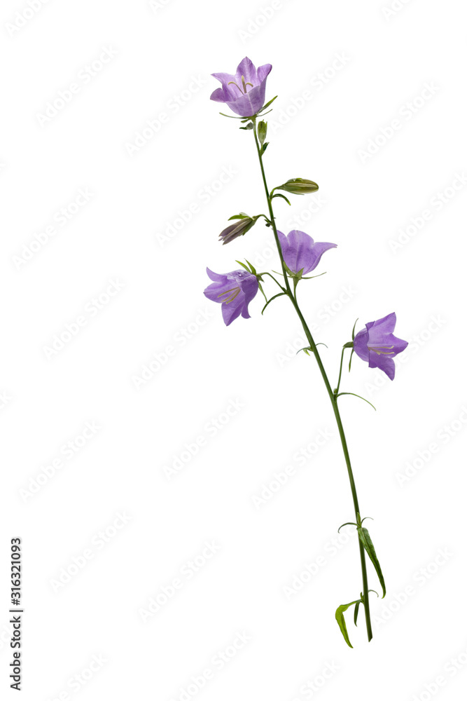 Bell blue flower on stem with green leaves isolated on white background, close-up Bell blue flower on stem with green leaves isolated on white background, close-up