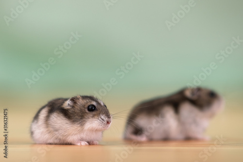 Closeup of two small funny miniature jungar hamsters sitting on a floor. Fluffy and cute Dzhungar rats at home.