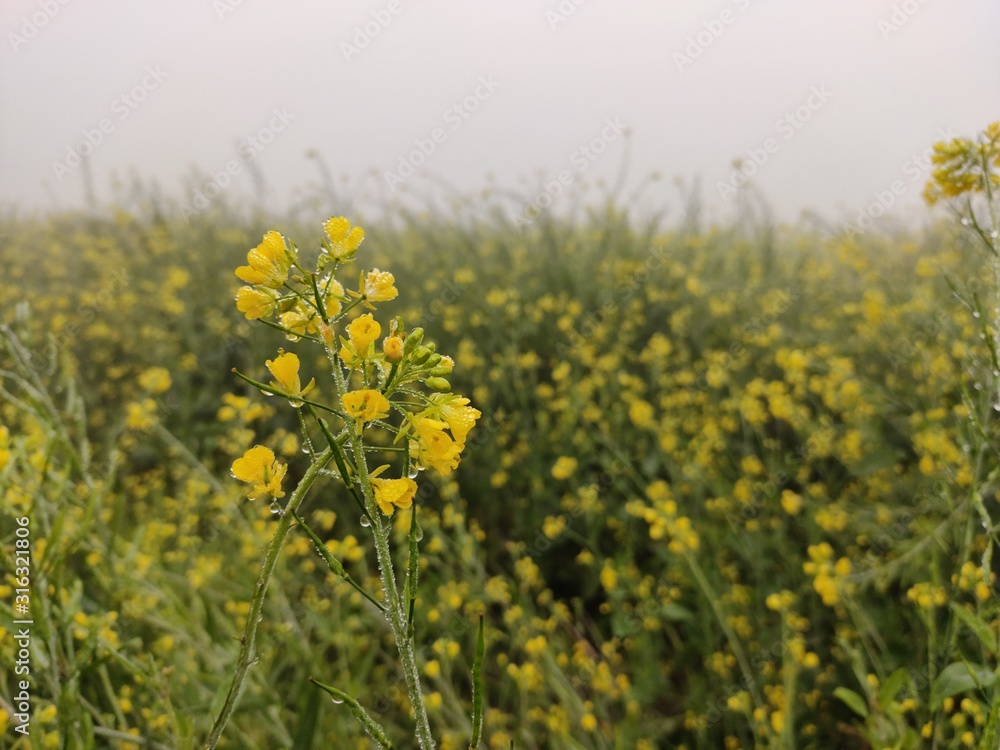flower of mustard oil in the agricultural field with open sky