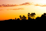 An African sunset with palm trees in the Okavango Delta in Botswana.