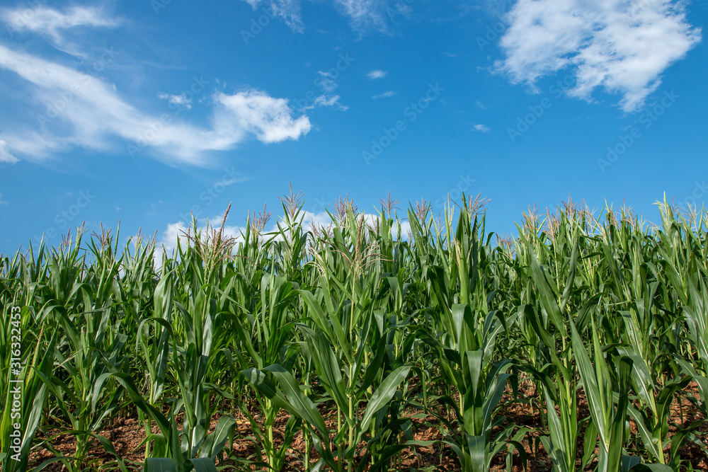 Fresh green corn orchard on a bright blue sky day Fresh green corn orchard on a bright blue sky day