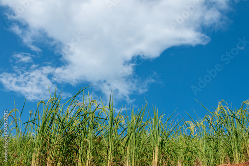 Low angle view of rice plant in the mountains on a bright blue sky day