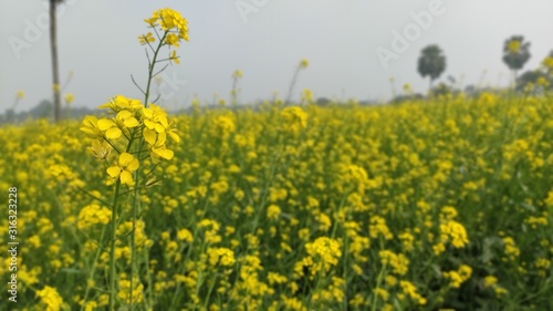 flower of mustard oil in the agricultural field with open sky © AMIT