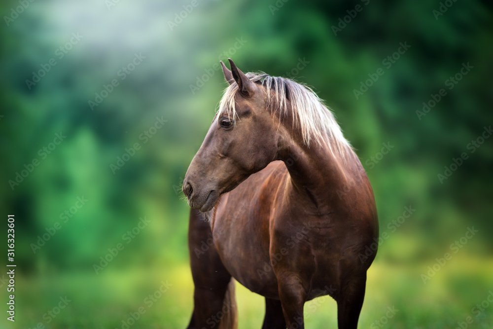 Obraz premium Horse with blond mane close up portrait