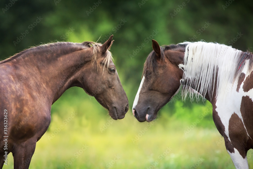 Two horse pinto and Silver dapple close up portrait