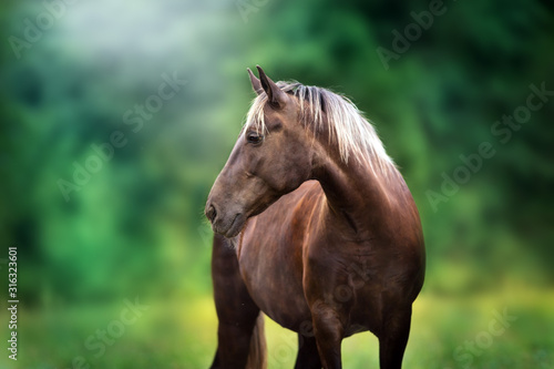 Horse with blond mane close up portrait