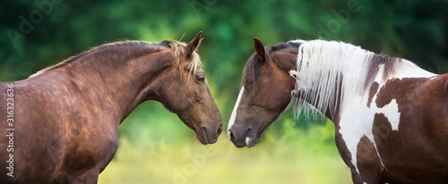 Two horse pinto and Silver dapple close up portrait