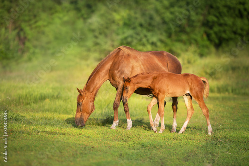 Red mare and foal grazing on spring green  meadow © kwadrat70
