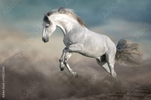 White Horse free run on desert dust