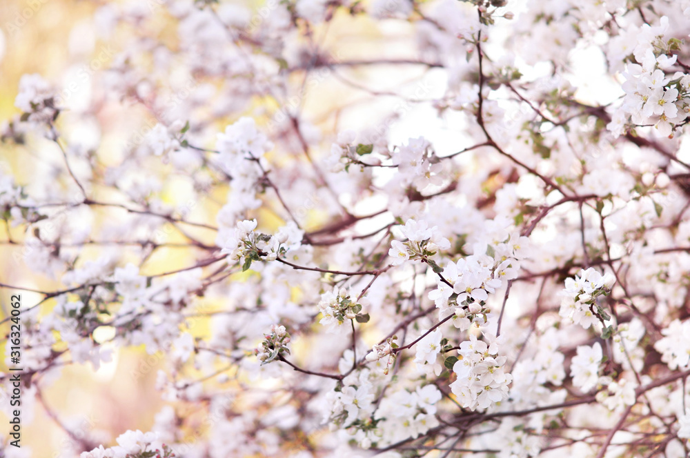 Spring blossom/springtime apple bloom, bokeh flower background, pastel and soft floral card, toned Spring blossom/springtime apple bloom, bokeh flower background, pastel and soft floral card, toned