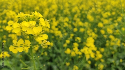 flower of mustard oil in the agricultural field