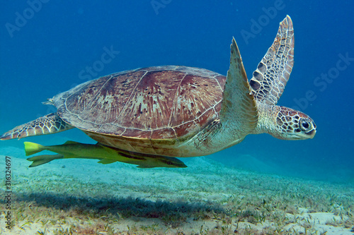 Wasserschildkröte im Flug mit Schiffshalter
