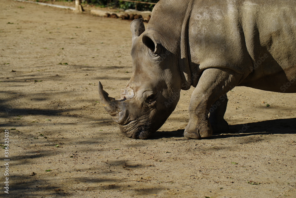 Obraz premium シロサイ