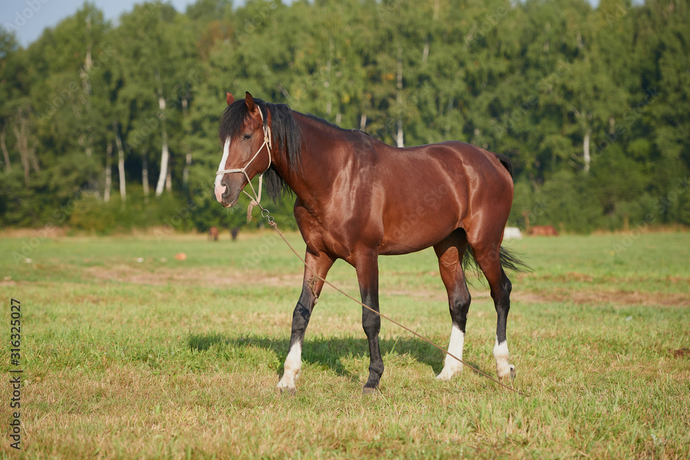 horses in the field across meadow and blue sky. Outdoors activity