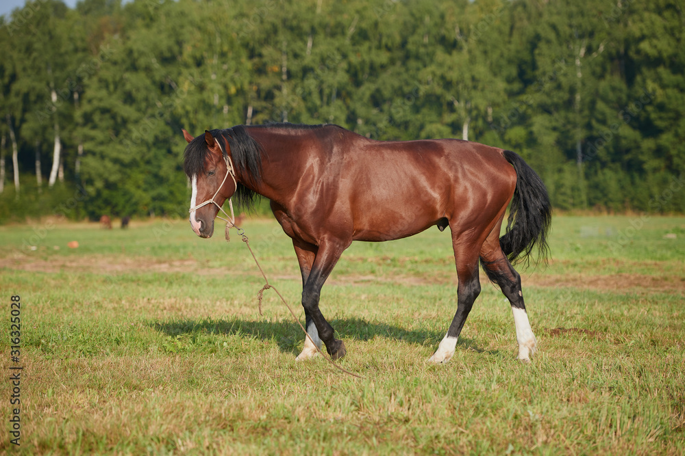 horses in the field across meadow and blue sky. Outdoors activity