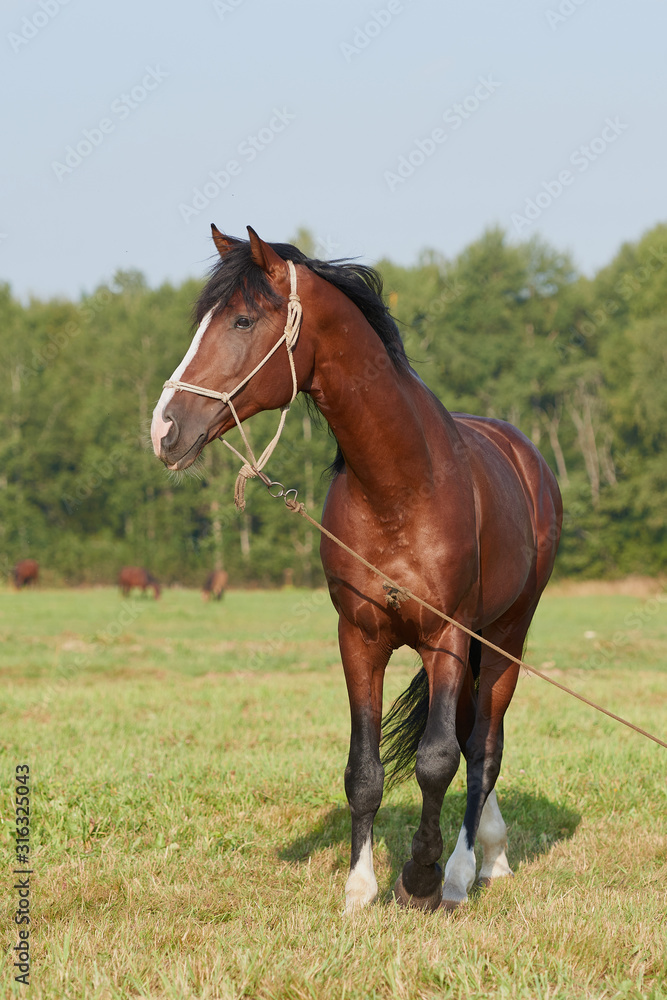horses in the field across meadow and blue sky. Outdoors activity horses in the field across meadow and blue sky. Outdoors activity