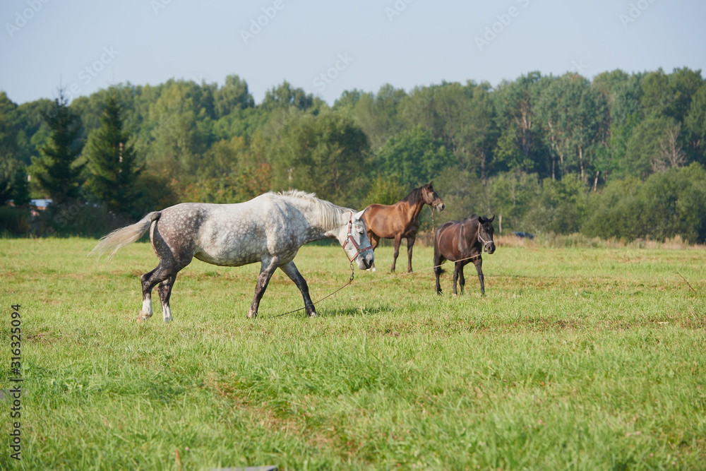 horses in the field across meadow and blue sky. Outdoors activity horses in the field across meadow and blue sky. Outdoors activity