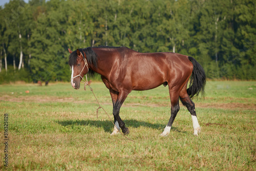 horses in the field across meadow and blue sky. Outdoors activity