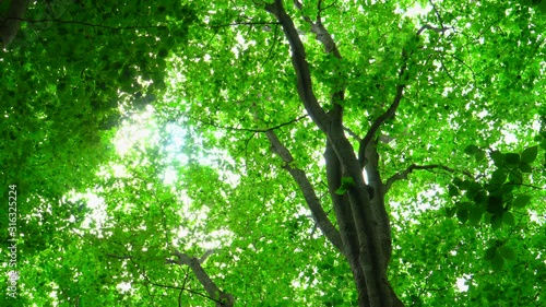 Beautiful green forest with sunlight
