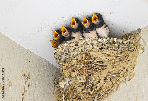 Swallow baby birds in their nest waiting for food and calling for mom