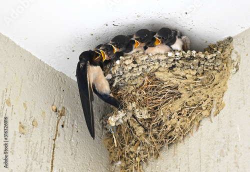Swallow feeding small baby birds in their nest