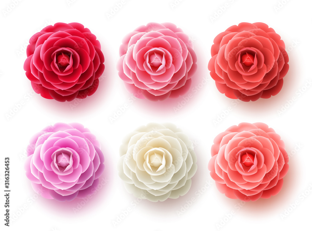Camellia flowers vector set. Camellia and rose flower collection for spring with various colors for spring season isolated in white background. Vector illustration. Camellia flowers vector set. Camellia and rose flower collection for spring with various colors for spring season isolated in white background. Vector illustration.