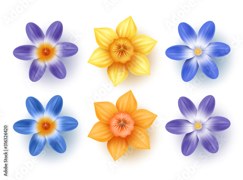 Spring flowers vector set. Daffodils, choinodoxa, and crocus collection with various colors for spring season as graphic elements and decorations. Vector illustration.