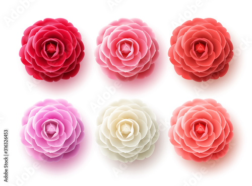 Fotografia Camellia flowers vector set