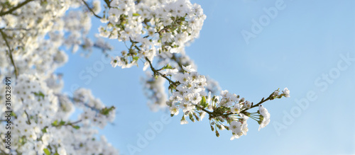 close on white flowers blooming in the branches of the tree in springtime on blue sky background