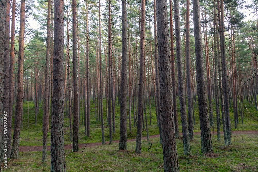 Young pine forest near to Baltic sea coast. Young pine forest near to Baltic sea coast.