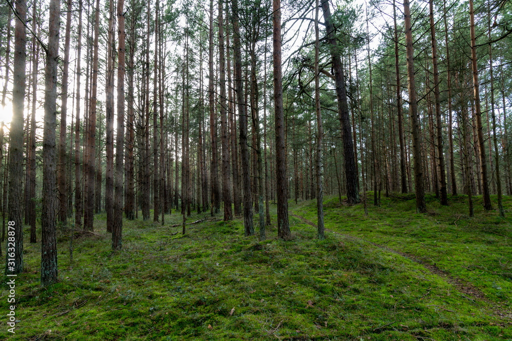 Fototapeta premium Young pine forest near to Baltic sea coast.