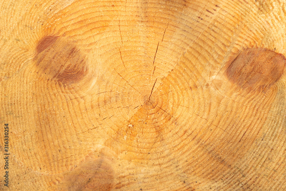 Naklejka premium Wood cut background. Nature texture